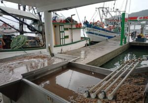 Fiscalização no período do defeso do Caranguejo-uçá inicia domingo, 22