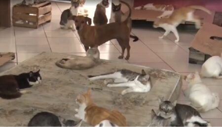 Teixeira: Seis gatos são encontrados mortos em abrigo e polícia investiga envenenamento