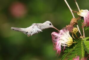 Beija-flor com plumagem rara é registrado em reserva de proteção no extremo sul