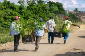 Saiba como participar da restauração de áreas florestais no Extremo Sul da Bahia