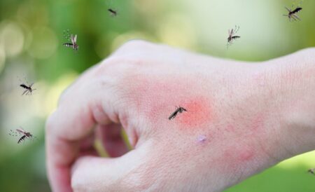 Arboviroses: confira 12 dicas para a eliminação de focos do mosquito Aedes aegypti