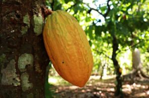 Reconhecida pela produção de grãos, oeste baiano desponta como novo polo produtor de cacau