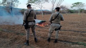 Plantio com 120 mil pés de maconha é localizado na zona rural de município na Bahia