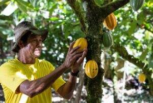 Dia do Cacau é celebrado na BA com melhoria na produção de amêndoas e chocolates de qualidade