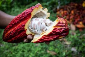 Dia do Cacau é celebrado na BA com melhoria na produção de amêndoas e chocolates de qualidade