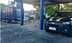 PRF retira animais soltos às margens da BR-101 em Teixeira de Freitas