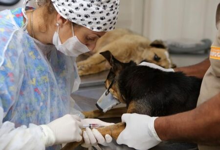População de Ilhéus pode agendar castração gratuita de cães e gatos a partir desta sexta (31)