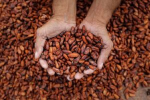 Inscrições na seleção da UFSB para Curso de Produção de Cacau e Chocolate encerram nesta quinta, 6