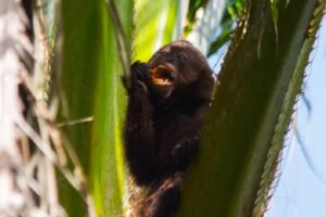 Amigos da Fauna: Crescem os registros de animais silvestres na região da Veracel