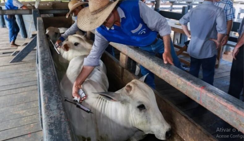 Mucuri: Secretaria de Agropecuária inicia 1ª etapa da vacinação contra febre aftosa