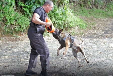 Companhia da Polícia Militar prepara cães para salvar e proteger vidas na Bahia