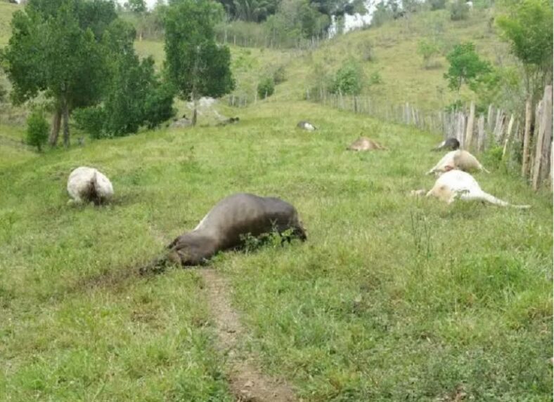 Cabo de alta tensão rompe e mata 12 vacas eletrocutadas em fazenda no Extremo Sul