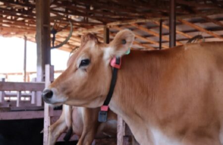 COWMED: saiba tudo sobre a agritech que deu voz às vacas