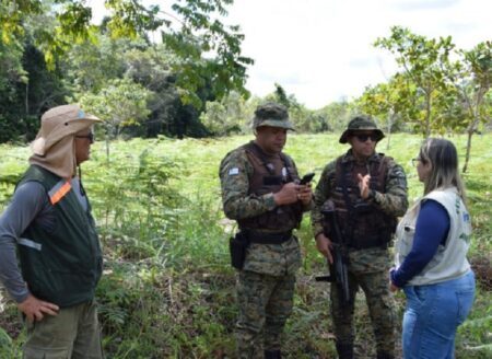 Porto Seguro: Fiscalização ambiental resulta em resgates de fauna e apreensões de madeira nativa