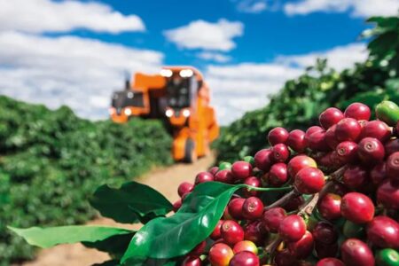 Com previsão de queda de 17,3%, colheita do café é estimada em 193,2 mil toneladas na BA