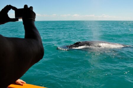Temporada de avistamento das baleias Jubarte atrai turistas em Prado
