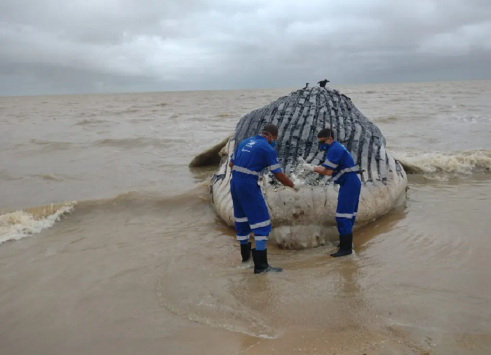 Baleia jubarte encalha em praia do Extremo Sul; confira