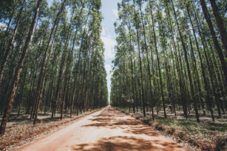MPF ajuiza ação para proteger territórios tradicionais do Extremo Sul contra o plantio de eucalipto