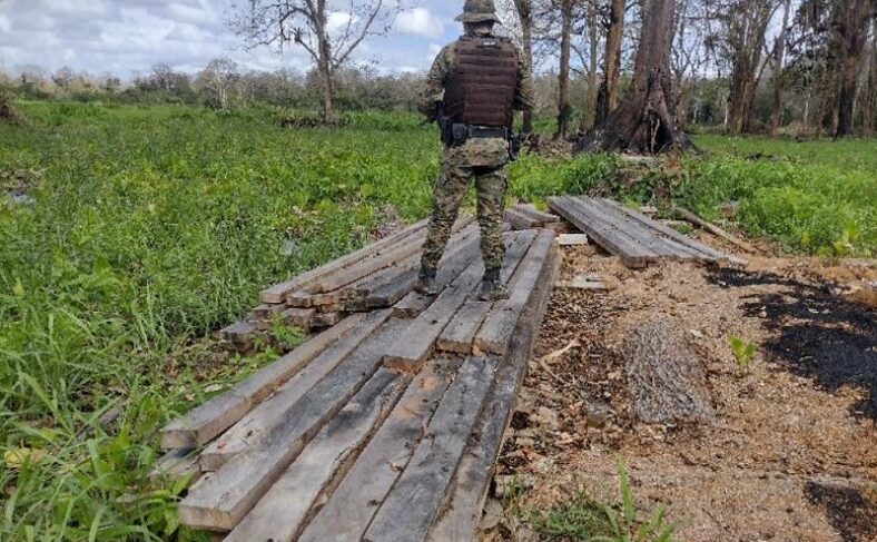 CIPPA notifica dono de fazenda de 30 hectares por desmatamento ilegal em Belmonte