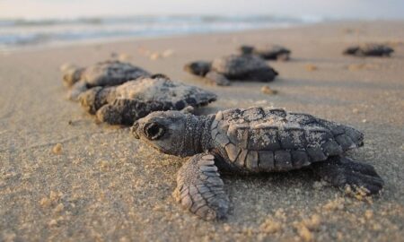 Temporada reprodutiva registra nascimento de cerca de 11 mil tartarugas no Sul da Bahia