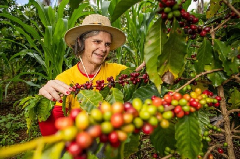 Funcafé: Sicoob libera orçamento de R$ 1,5 bilhão para o setor cafeeiro