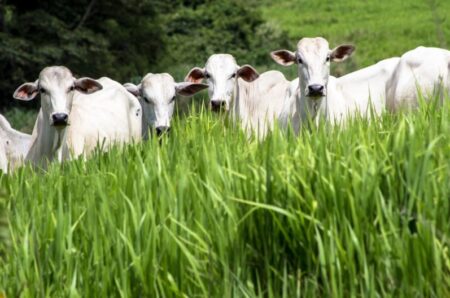 Com mais de 187 mil animais, Itamaraju se destaca como maior rebanho bovino da BA