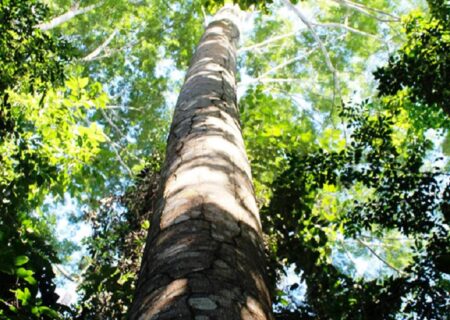 MP e ONG Conservação Internacional pretendem restaurar 150 hectares de florestas