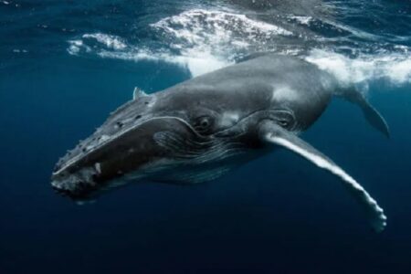 Veracel participa de documentário sobre iniciativas de proteção às baleias