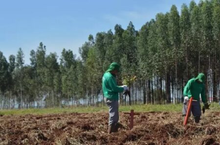 Parcerias florestais geram oportunidades para produtores rurais baianos; entenda