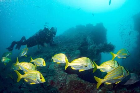 Explore os tesouros submersos e as maravilhas naturais de Abrolhos