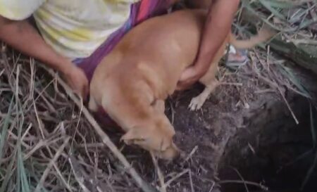 VÍDEO: cão é resgatado em cisterna desativada no bairro Furlan em Itamaraju