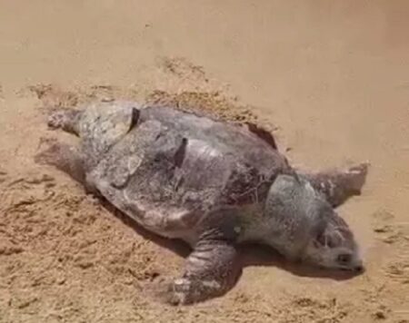 Tartaruga-de-couro com 1,5 metros aparece morta no litoral do Extremo Sul