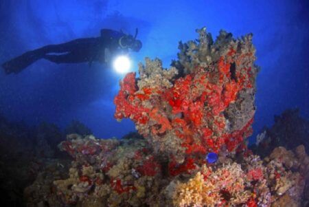 Estudo destaca recife do Arquipélago de Abrolhos como o mais belo do Brasil