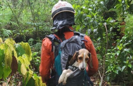 Bombeiros resgatam cachorrinha desaparecida em Itamaraju após quatro dias