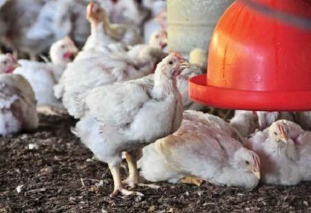 Bahia assume liderança regional com crescimento da avicultura