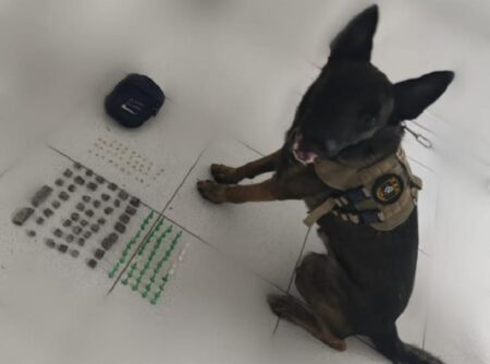 Polícia Militar apreende drogas em Porto Seguro com ajuda de cão policial
