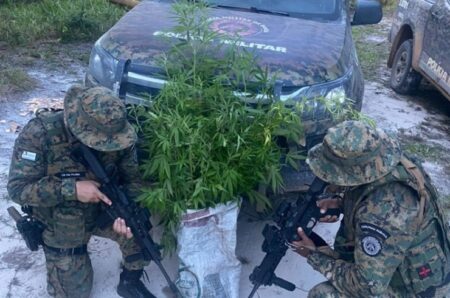 Cipe-Mata Atlântica desmantela plantação de maconha na Ponta do Corumbau