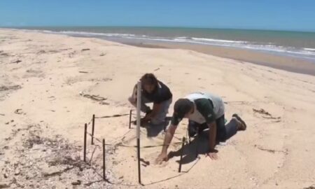 Roubos de ovos ameaçam tartarugas marinhas em Alcobaça
