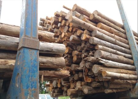 Homem é detido por furto de madeira em Nova Viçosa; carga e veículo são apreendidos