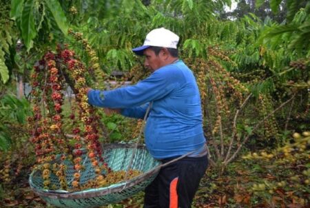 Investimentos impulsionam produção de café de qualidade no Extremo Sul da Bahia