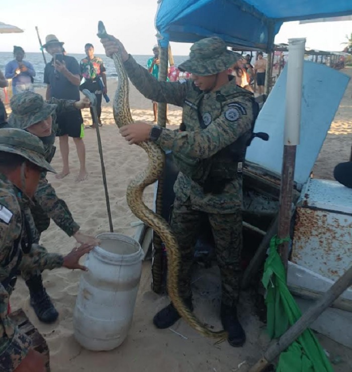 Cobra Sucuri é resgatada na Orla Norte de Porto Seguro