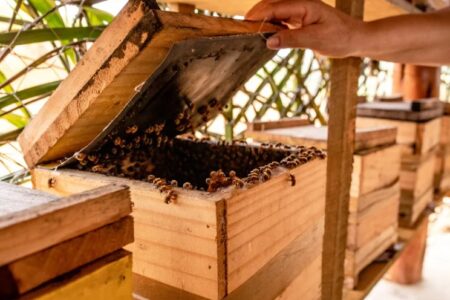 Veracel e associações de apicultores fortalecem parceria para impulsionar a apicultura no Extremo Sul