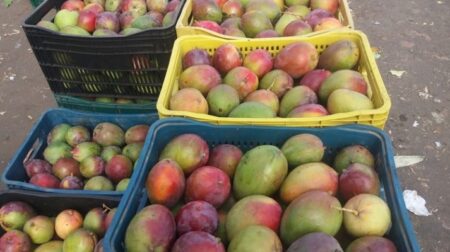 Bahia se destaca como segundo maior exportador de frutas do país