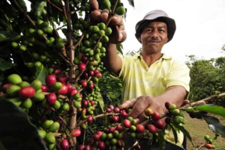 Novo secador de café vai agregar valor à produção no município de Ibirapuã