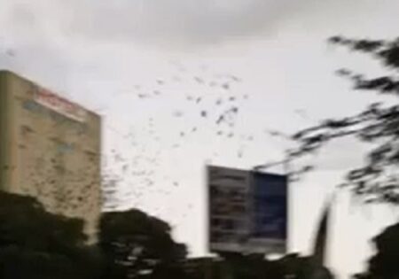 VIDEO: Pássaros são flagrados desorientados após derrubada de árvores em praça de Itamaraju