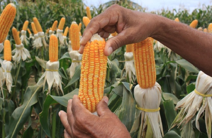 Agronegócio baiano enfrenta queda de participação no PIB no 1º trimestre de 2024