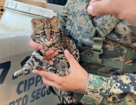 Gato-do-mato é encontrado em área de pasto em Itamaraju; veja as imagens 