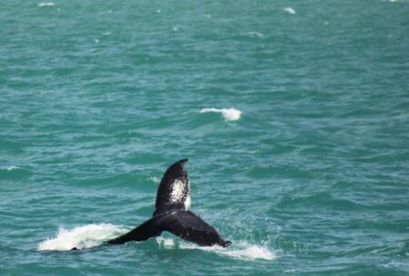Porto Seguro inicia temporada de avistamento de Baleias Jubarte: um mergulho no turismo sustentável