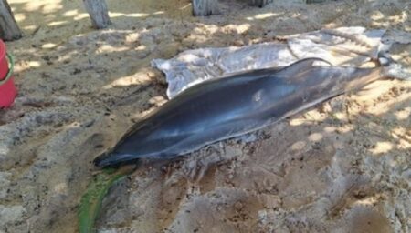Golfinho é encontrado morto com mordidas de tubarão em praia de Porto Seguro