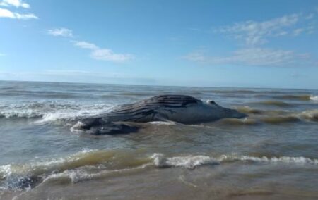Primeira baleia morta da temporada 2024 é encontrada no Extremo Sul da Bahia